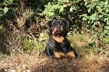 ROTTWEILER 006